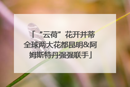 “云荷”花开并蒂 全球两大花都昆明&阿姆斯特丹强强联手
