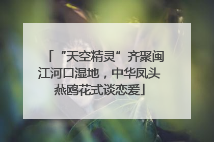 “天空精灵”齐聚闽江河口湿地，中华凤头燕鸥花式谈恋爱