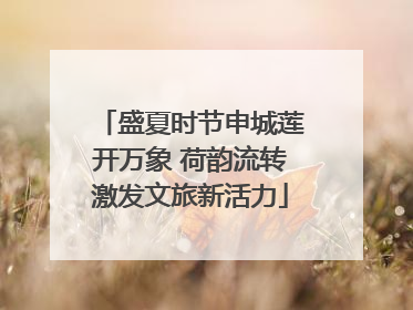 盛夏时节申城莲开万象 荷韵流转激发文旅新活力