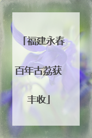 福建永春百年古荔获丰收