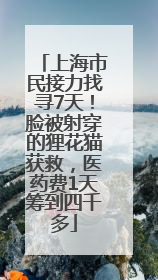 上海市民接力找寻7天！脸被射穿的狸花猫获救，医药费1天筹到四千多