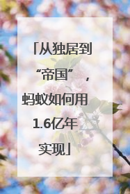 从独居到“帝国”，蚂蚁如何用1.6亿年实现