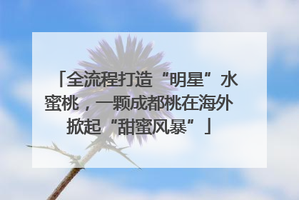 全流程打造“明星”水蜜桃，一颗成都桃在海外掀起“甜蜜风暴”