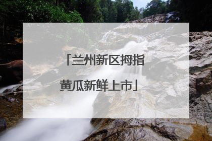 兰州新区拇指黄瓜新鲜上市