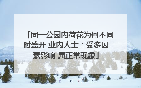 同一公园内荷花为何不同时盛开 业内人士：受多因素影响 属正常现象