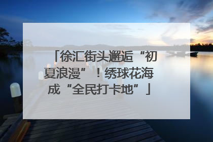 徐汇街头邂逅“初夏浪漫”！绣球花海成“全民打卡地”