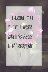 我想“开”了！武汉洪山多家公园荷花绽放