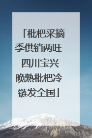 枇杷采摘季供销两旺 四川宝兴晚熟枇杷冷链发全国