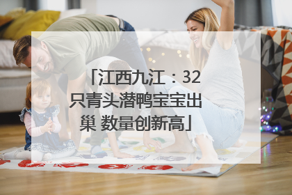 江西九江：32只青头潜鸭宝宝出巢 数量创新高