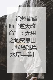 沧州盐碱地“逆天改命”：无用之地变良田，候鸟翔集水草丰美