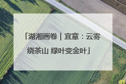 湖湘画卷｜宜章：云雾绕茶山 绿叶变金叶