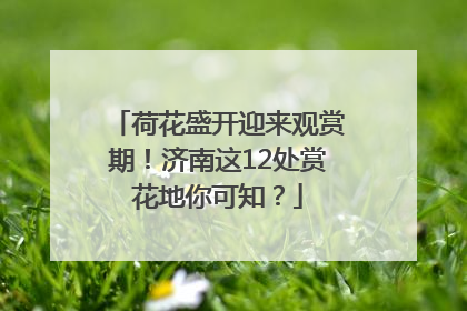 荷花盛开迎来观赏期！济南这12处赏花地你可知？