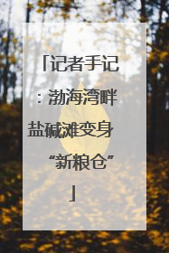 记者手记：渤海湾畔盐碱滩变身“新粮仓”