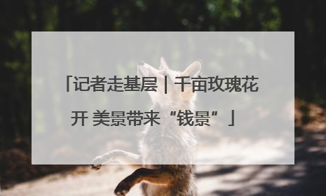 记者走基层｜千亩玫瑰花开 美景带来“钱景”