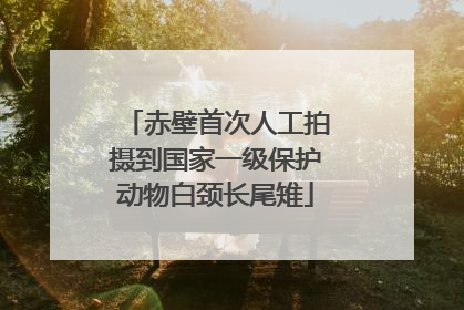 赤壁首次人工拍摄到国家一级保护动物白颈长尾雉