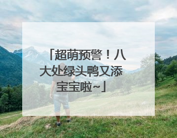 超萌预警！八大处绿头鸭又添宝宝啦~