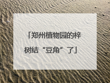 郑州植物园的梓树结“豆角”了