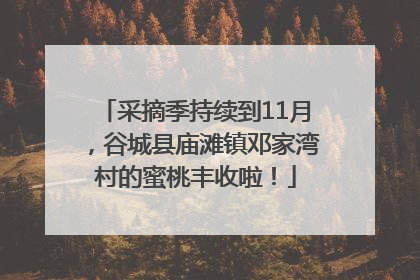 采摘季持续到11月，谷城县庙滩镇邓家湾村的蜜桃丰收啦！