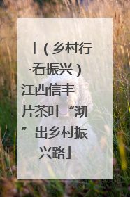 （乡村行·看振兴）江西信丰一片茶叶“沏”出乡村振兴路
