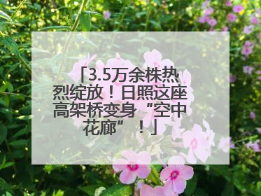 3.5万余株热烈绽放！日照这座高架桥变身“空中花廊”！